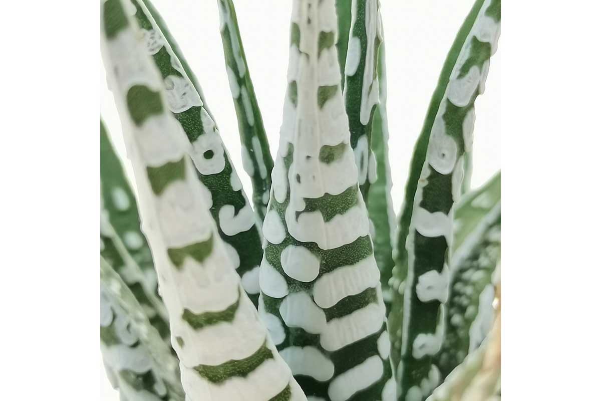 Haworthia attenuata 'Wide Zebra' — Χαβόρθια (8 εκ, 12 εκ