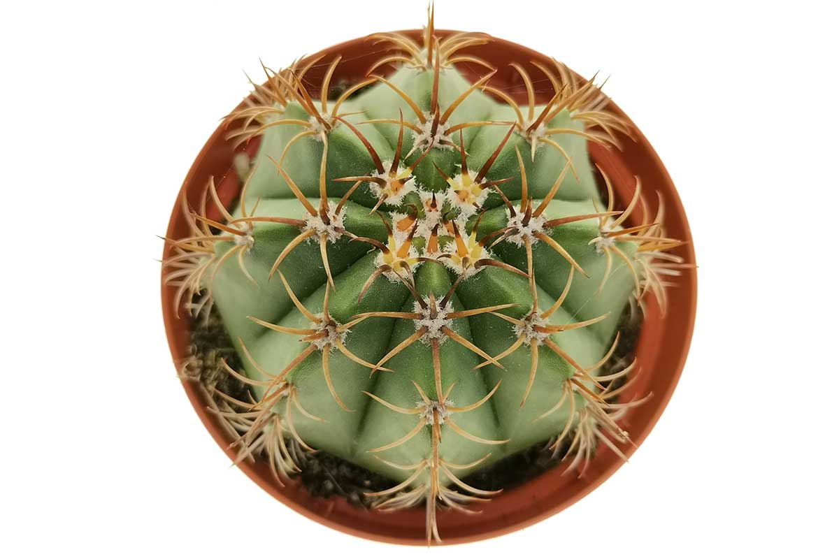 Melocactus broadwayi – Greenleaf Garden Center