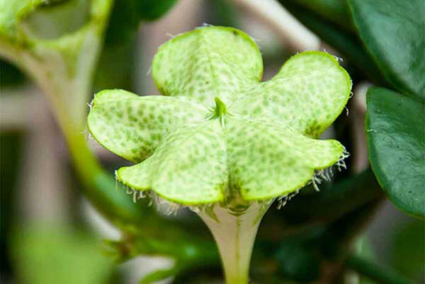 Ceropegia sandersonii