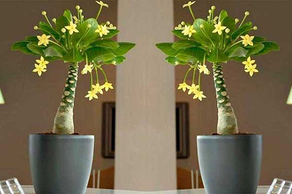 Brighamia insignis