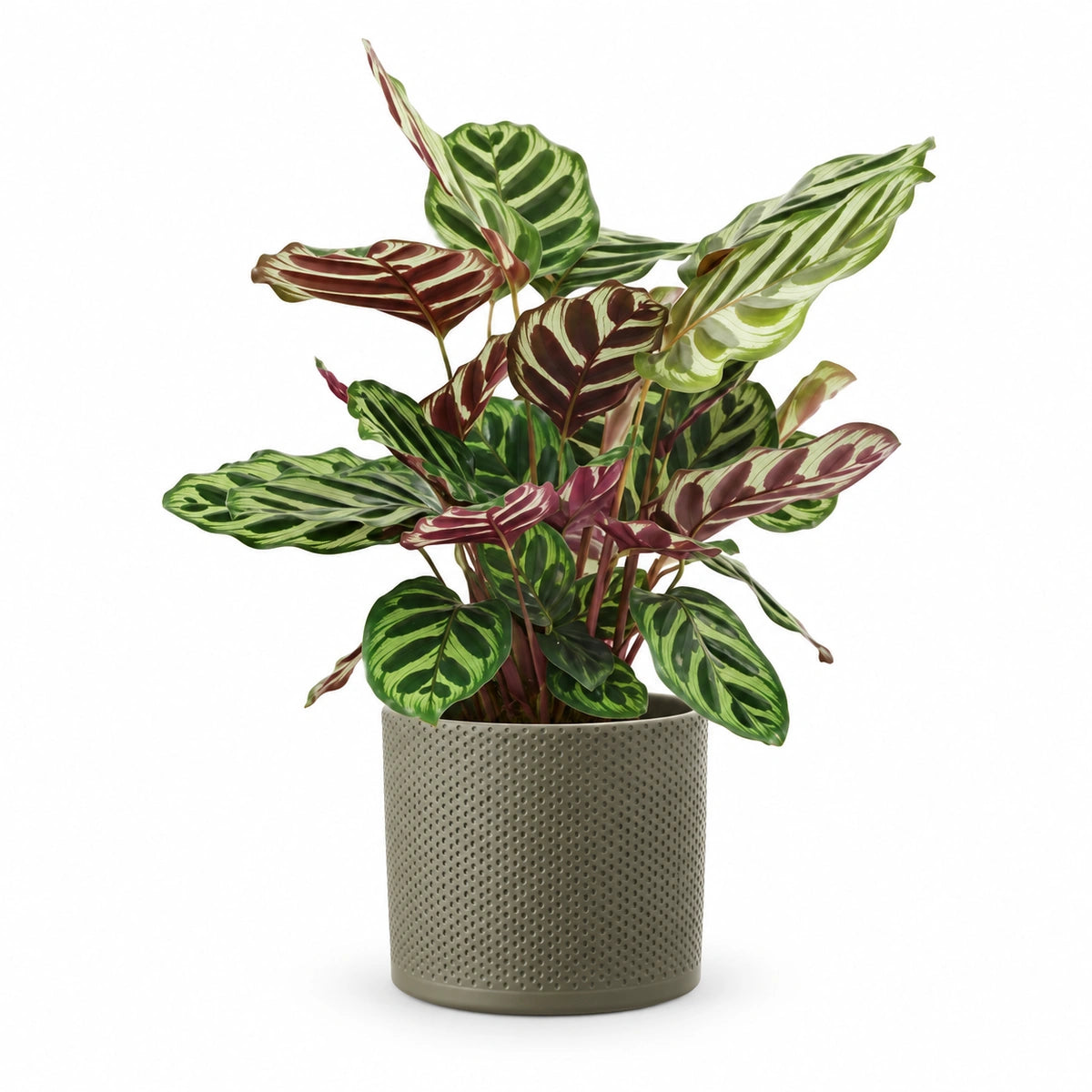 Calathea makoyana 12cm + Era green relief 14cm (1051633)
