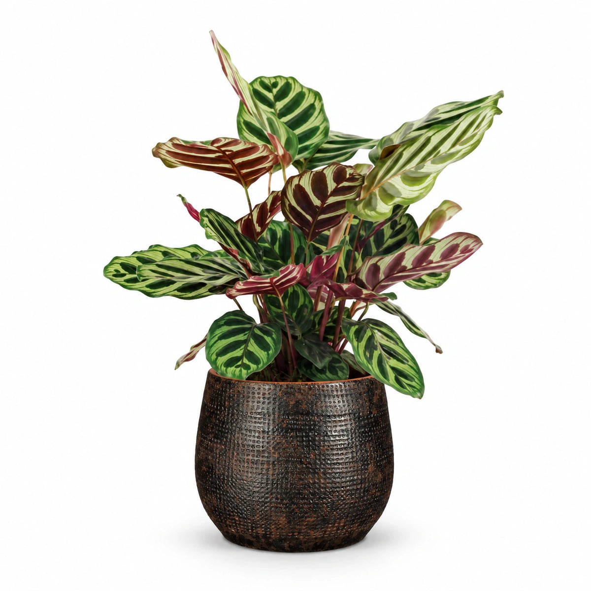 Calathea makoyana 12cm + Enrique brown 13cm (1157584)