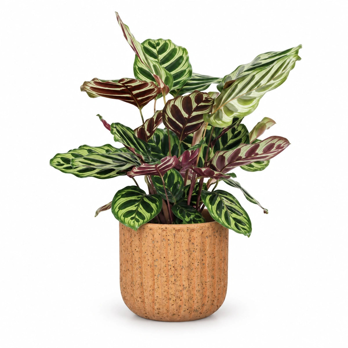 Calathea makoyana 12cm + Dante l. brown 14cm