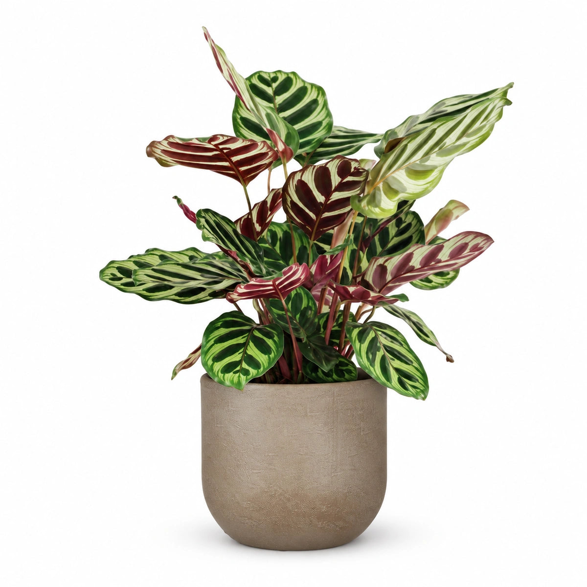 Calathea makoyana 12cm + Nora taupe 14cm (1074613)