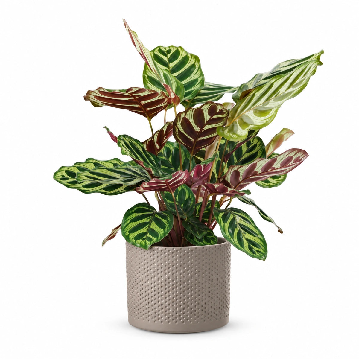 Calathea makoyana 12cm + Era taupe relief 14cm (1051628)