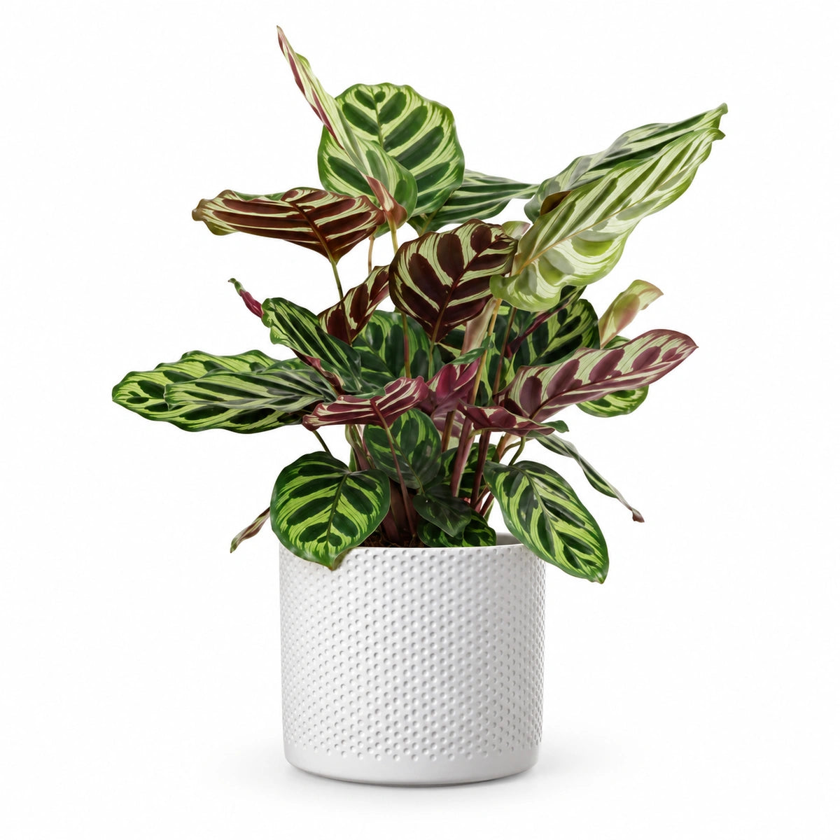 Calathea makoyana 12cm + Era white relief 14cm (1051623)