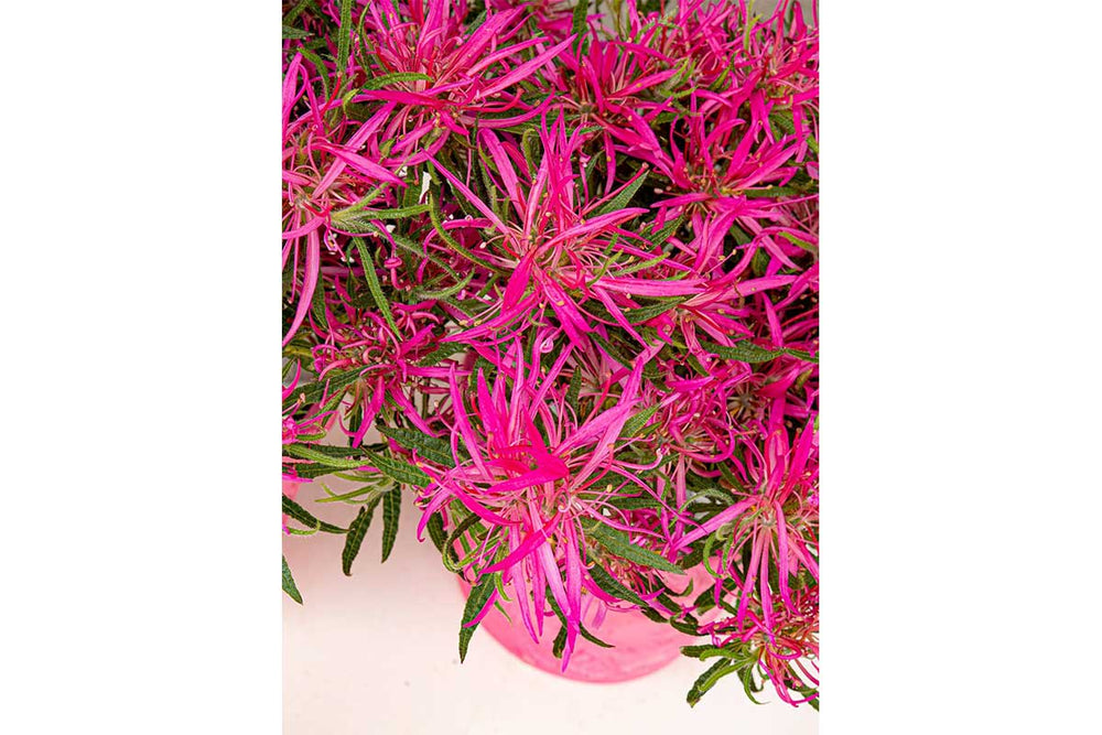 
                  
                    Azalea 'Starstyle Pink'®
                  
                