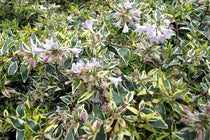 
                  
                    Abelia 'Hopleys'®
                  
                