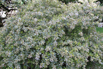 
                  
                    Abelia 'Hopleys'®
                  
                