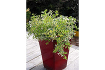
                  
                    Abelia 'Hopleys'®
                  
                