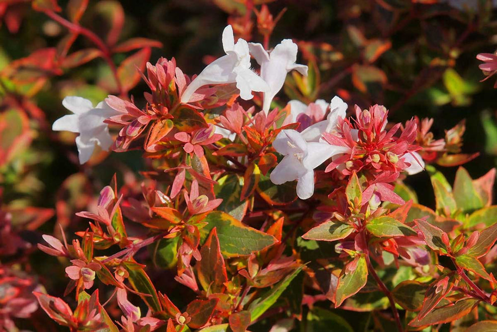 
                  
                    Abelia 'Sunshine Daydream'
                  
                