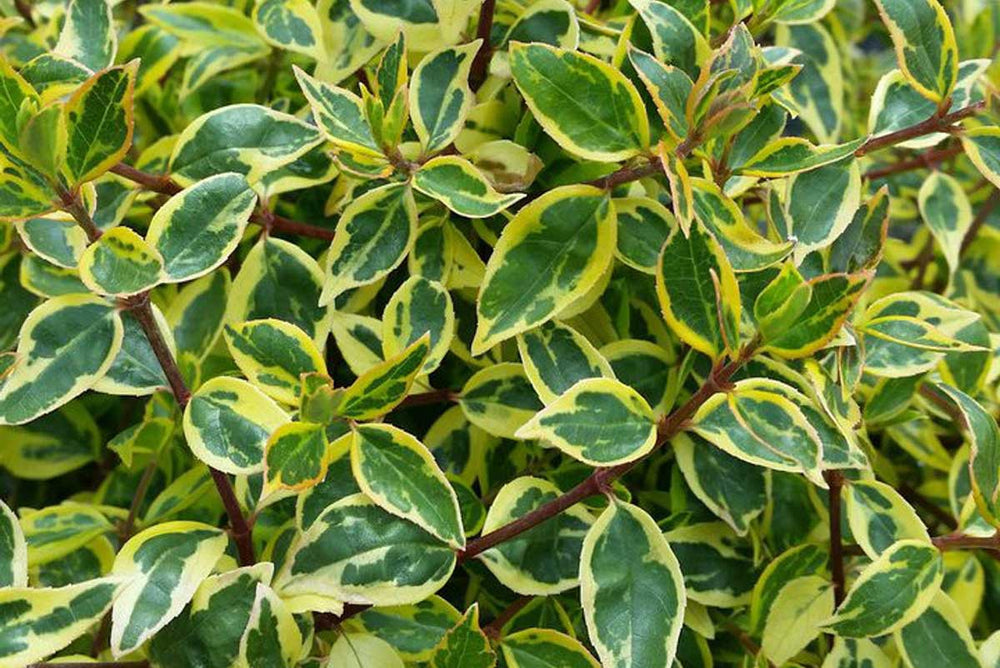 
                  
                    Abelia 'Sunshine Daydream'
                  
                