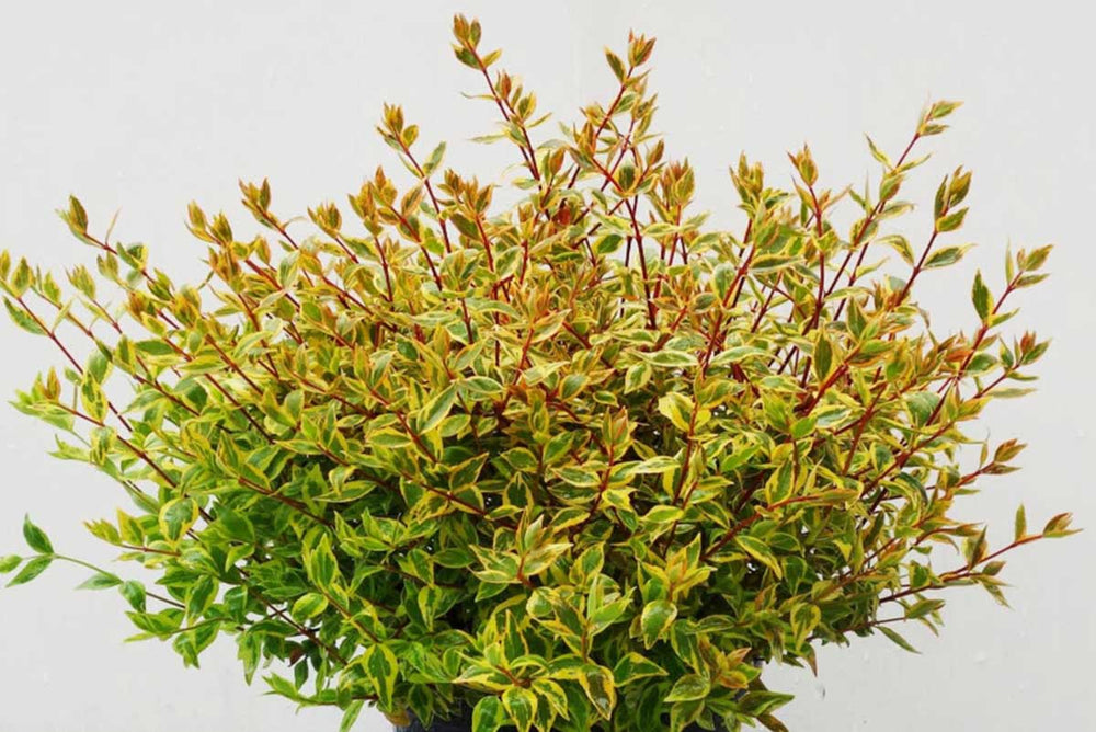 
                  
                    Abelia 'Sunshine Daydream'
                  
                