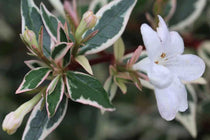 
                  
                    Abelia chinensis 'variegata'
                  
                
