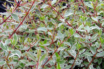 
                  
                    Abelia chinensis 'variegata'
                  
                