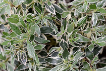 
                  
                    Abelia chinensis 'variegata'
                  
                