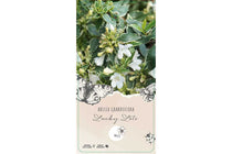 
                  
                    Abelia 'Lucky Lots'®
                  
                