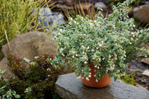 
                  
                    Abelia 'Lucky Lots'®
                  
                