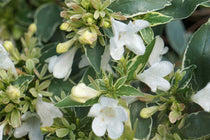 
                  
                    Abelia 'Lucky Lots'®
                  
                
