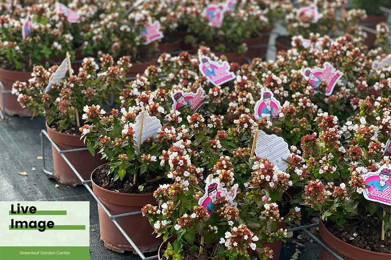 Abelia 'Little Lady'® 19cm