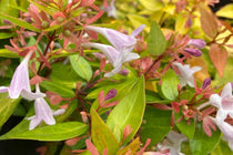 
                  
                    Abelia 'Gold Spot'
                  
                