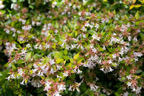 
                  
                    Abelia 'Gold Spot'
                  
                