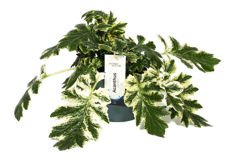 Acanthus 'White Water'® 19cm
