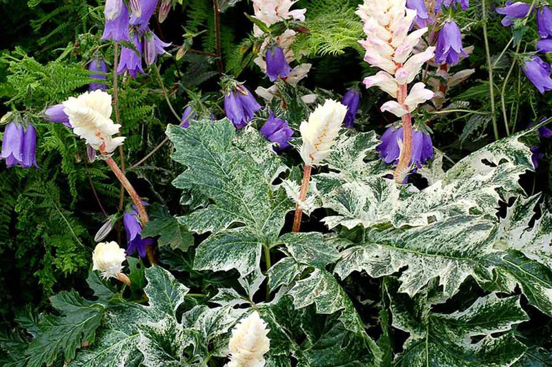 Acanthus 'White Water'®