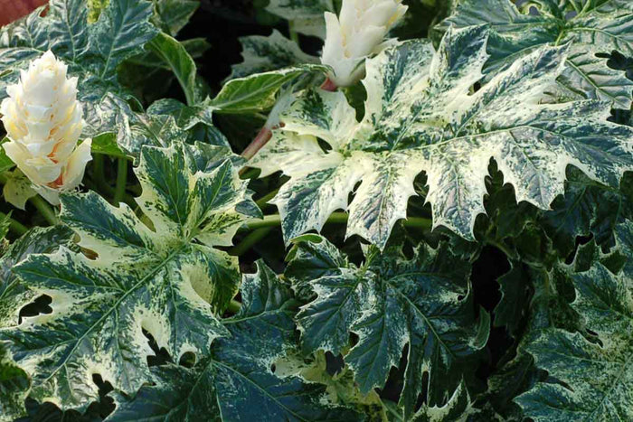 Acanthus 'White Water'®