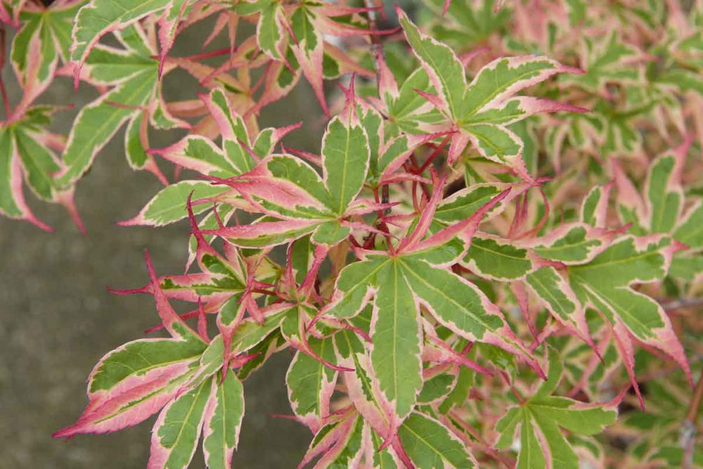 
                  
                    Acer 'Kagiri-nishiki'®
                  
                