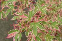 
                  
                    Acer 'Kagiri-nishiki'®
                  
                