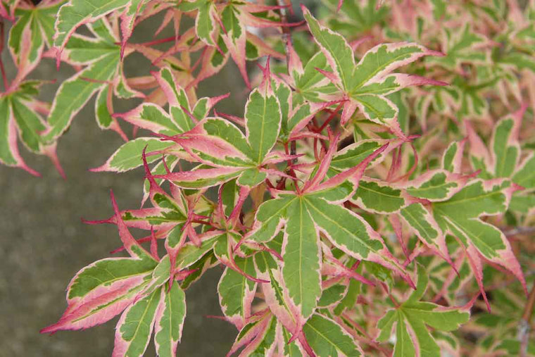 Acer 'Kagiri-nishiki'® 17cm