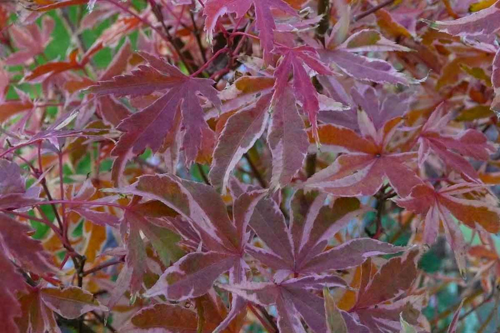 
                  
                    Acer 'Kagiri-nishiki'®
                  
                