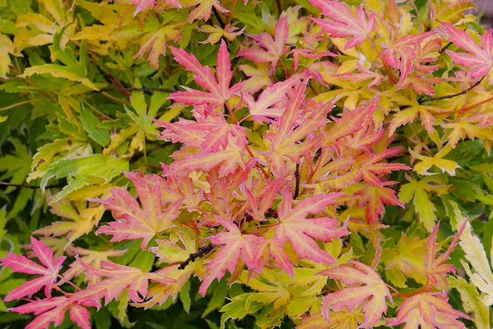 Acer 'Metamorphosa'®