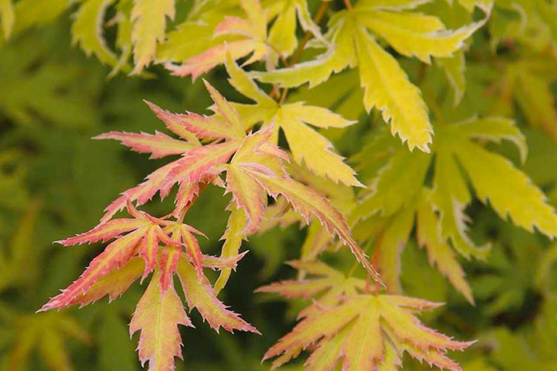 Acer 'Metamorphosa'®