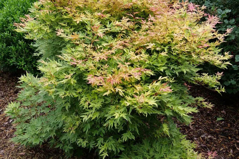 Acer 'Metamorphosa'®