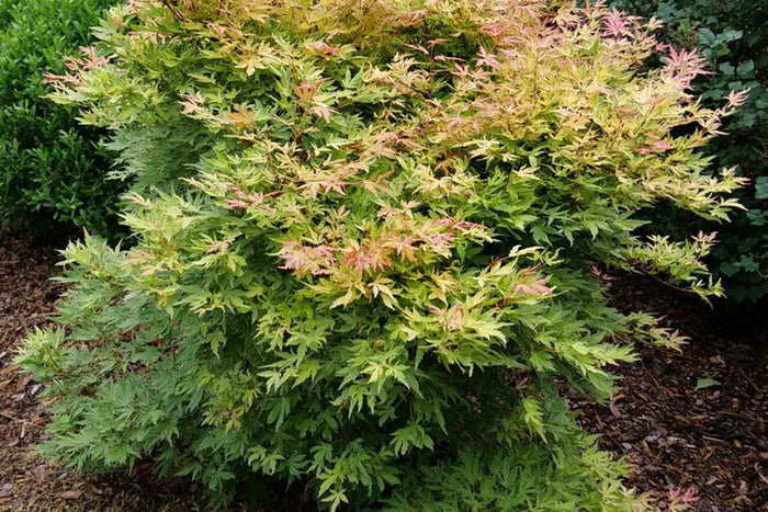 Acer 'Metamorphosa'®