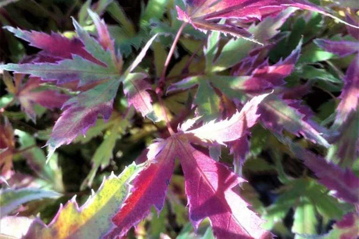 Acer 'Metamorphosa'®