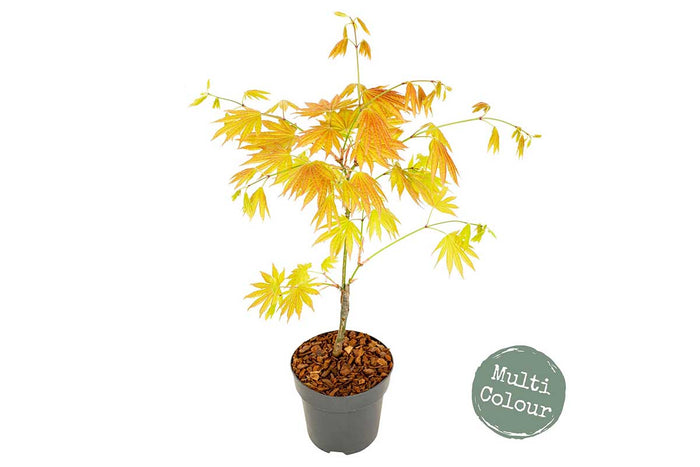 Acer 'Moonrise'®