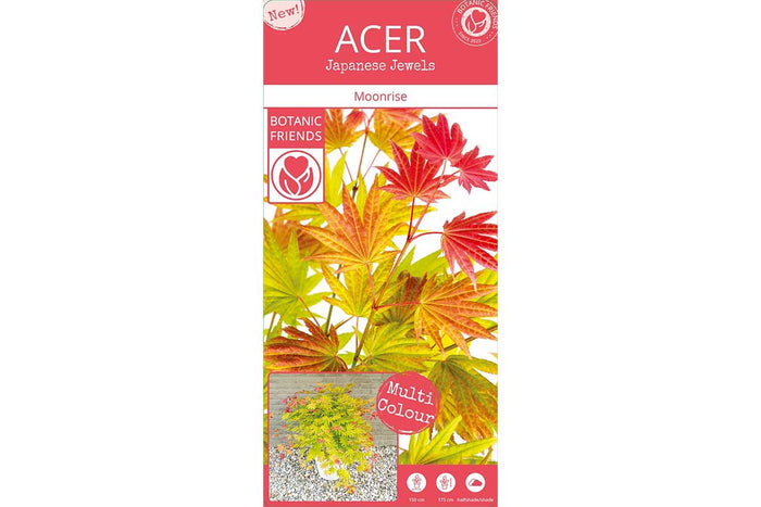 Acer 'Moonrise'®