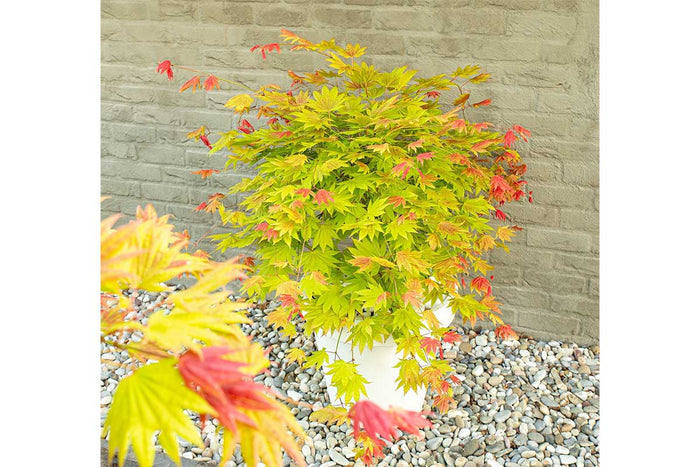 Acer 'Moonrise'®