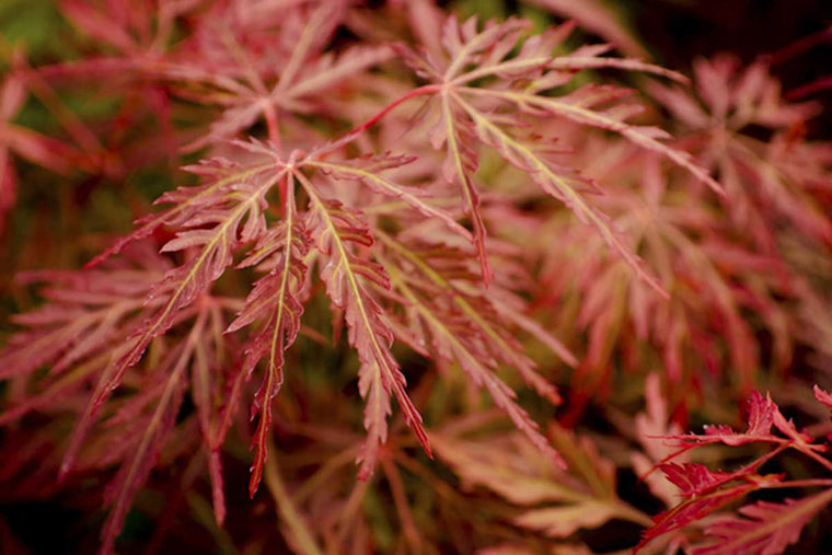 Acer 'Orangeola'