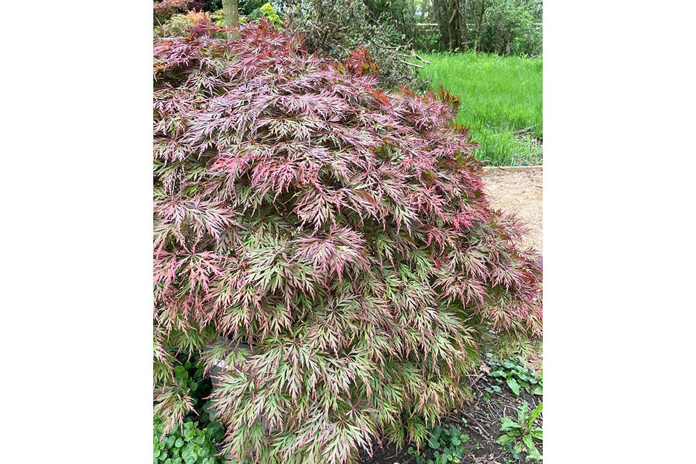 
                  
                    Acer 'Orangeola'
                  
                