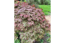 
                  
                    Acer 'Orangeola'
                  
                