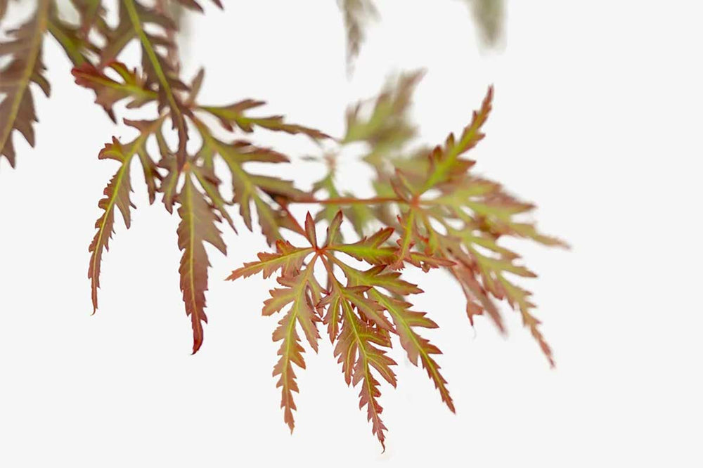 
                  
                    Acer 'Orangeola'
                  
                