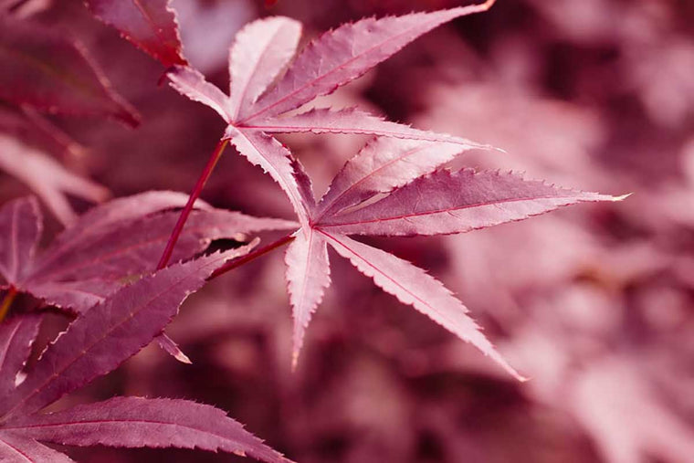 Acer 'Red Emperor'