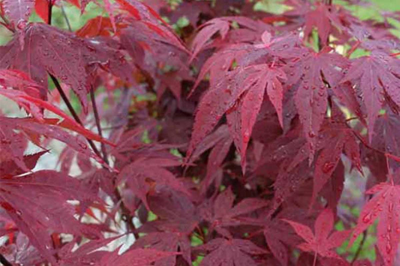 Acer 'Red Emperor'