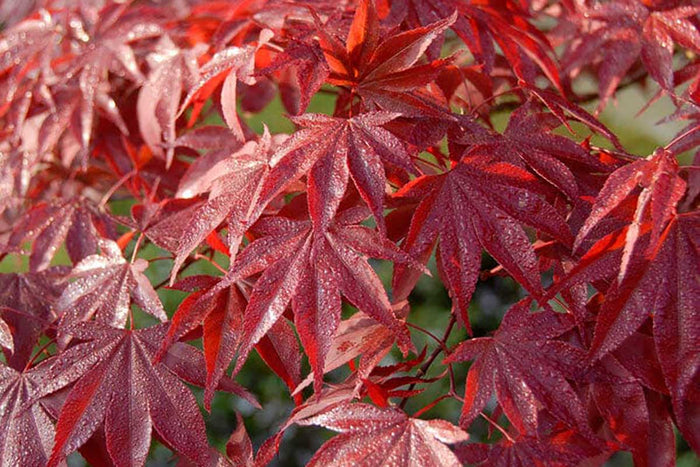 Acer 'Red Emperor'