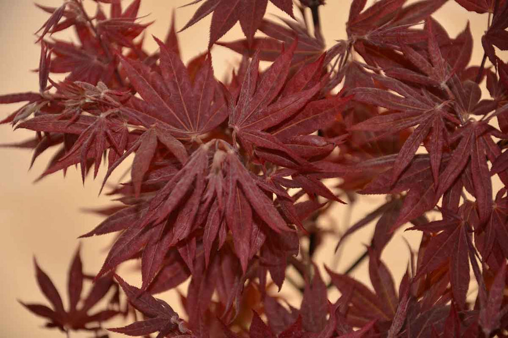 
                  
                    Acer 'Yezo-nishiki'® 17cm
                  
                