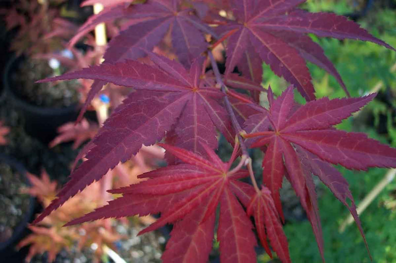 Acer 'Yezo-nishiki'® 17cm